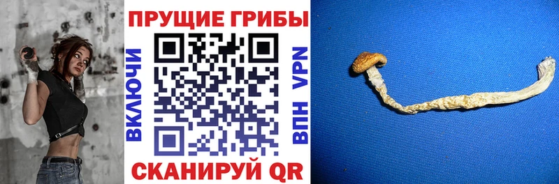 omg как войти как найти Зима Псилоцибиновые грибы Psilocybe